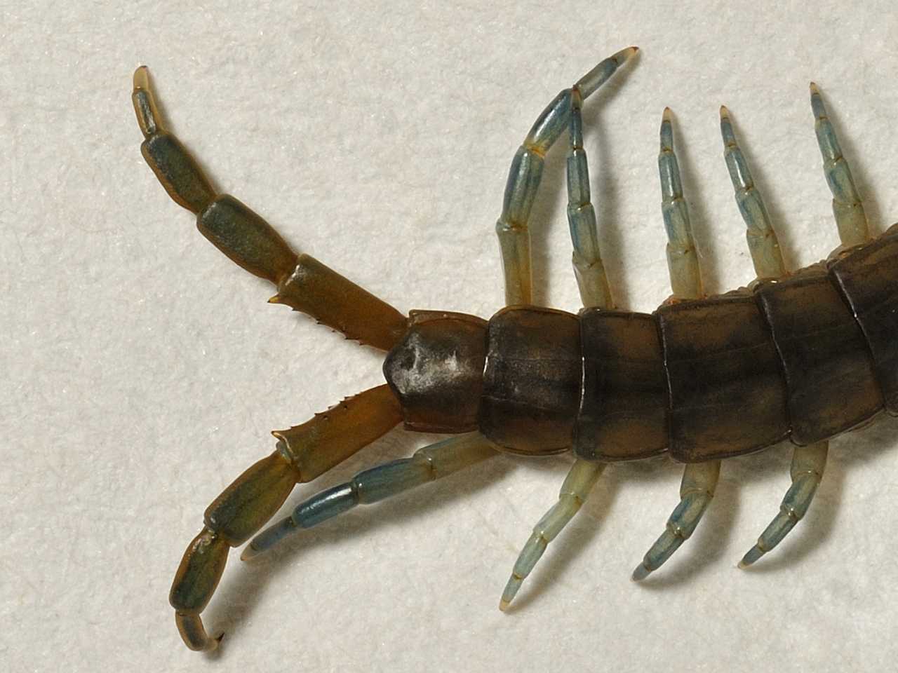 Scolopendridae - Scolopendra oraniensis